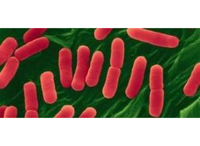 escherichia coli escherichia coli